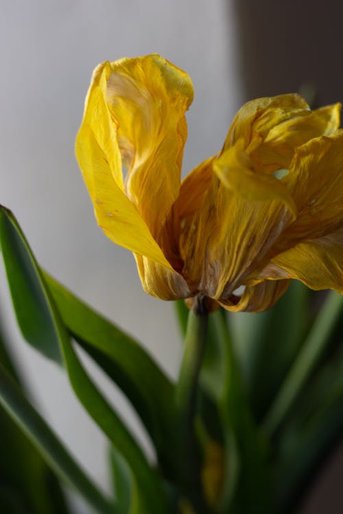 Drying Yellow Tulip