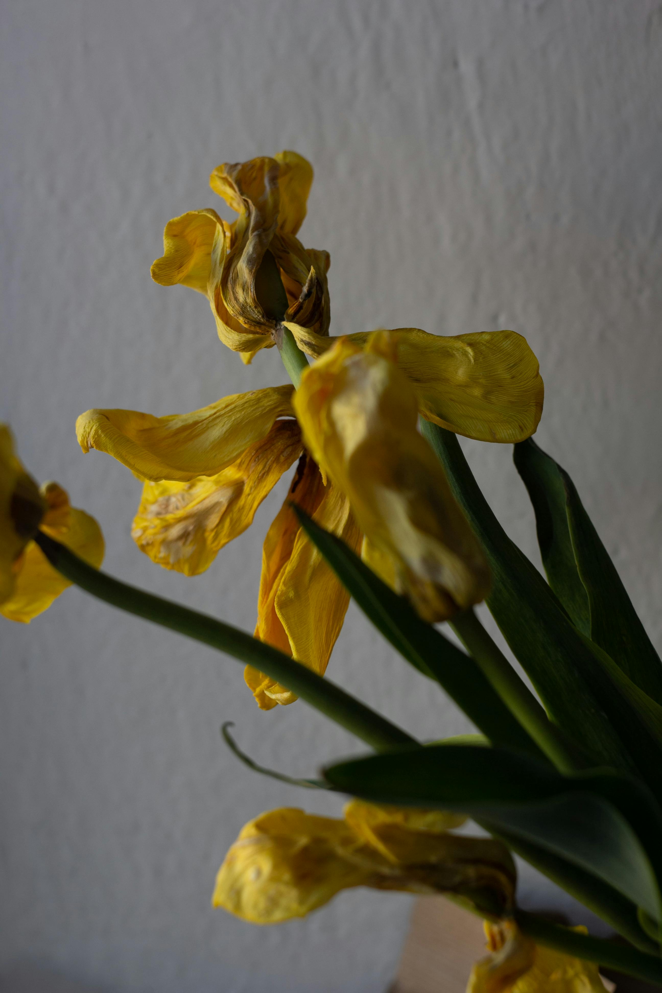 Daffodil Wilting Photos, Download The BEST Free Daffodil Wilting Stock Photos & HD Images