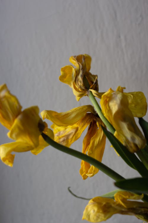 Foto stok gratis banyak, berkembang, bunga daffodil