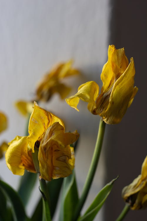 Closeup of Withered Yellow Flowers