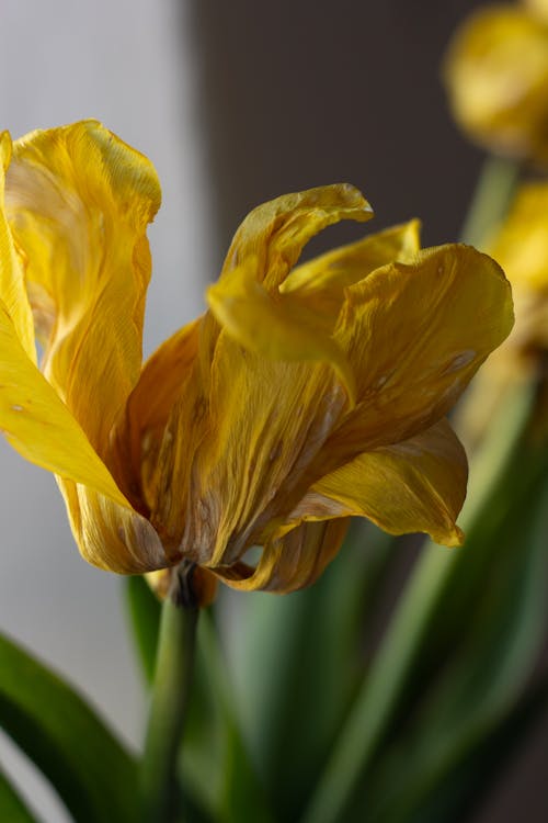 Wilted Yellow and Brown Tulip
