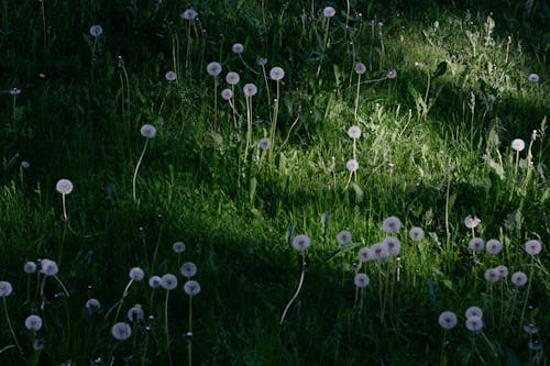 bitki, çiçek başları, çiçekli bitkiler içeren Ücretsiz stok fotoğraf