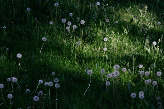 A Shot of Dandelions