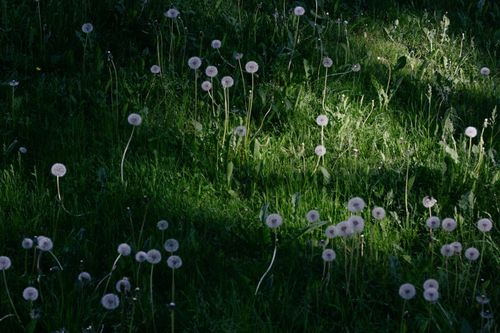 Free A meadow filled with dandelions and shadows during sunrise, creating a natural and serene scene. Stock Photo