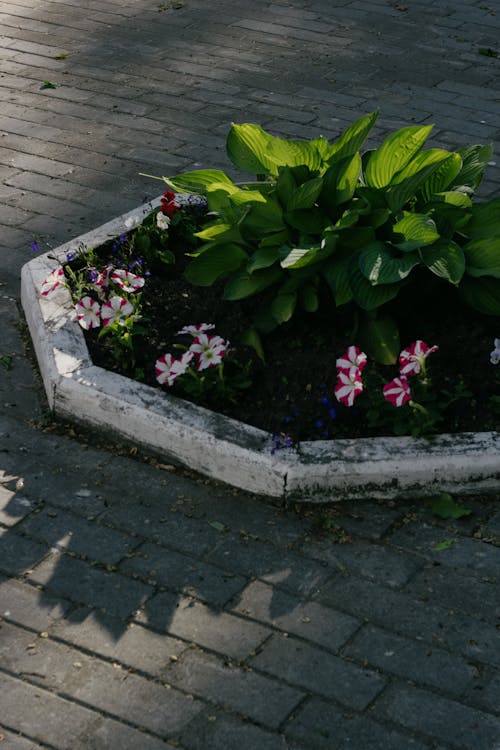 Photo of Plants Surrounded by a Curb and Pavement