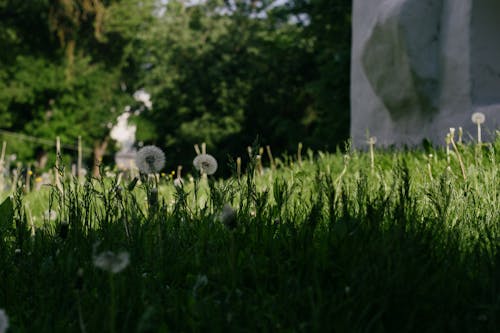 Dandelions on a Green Field 