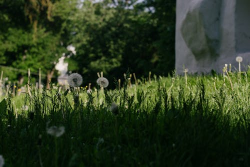 Foto stok gratis alam, bidang, dandelion