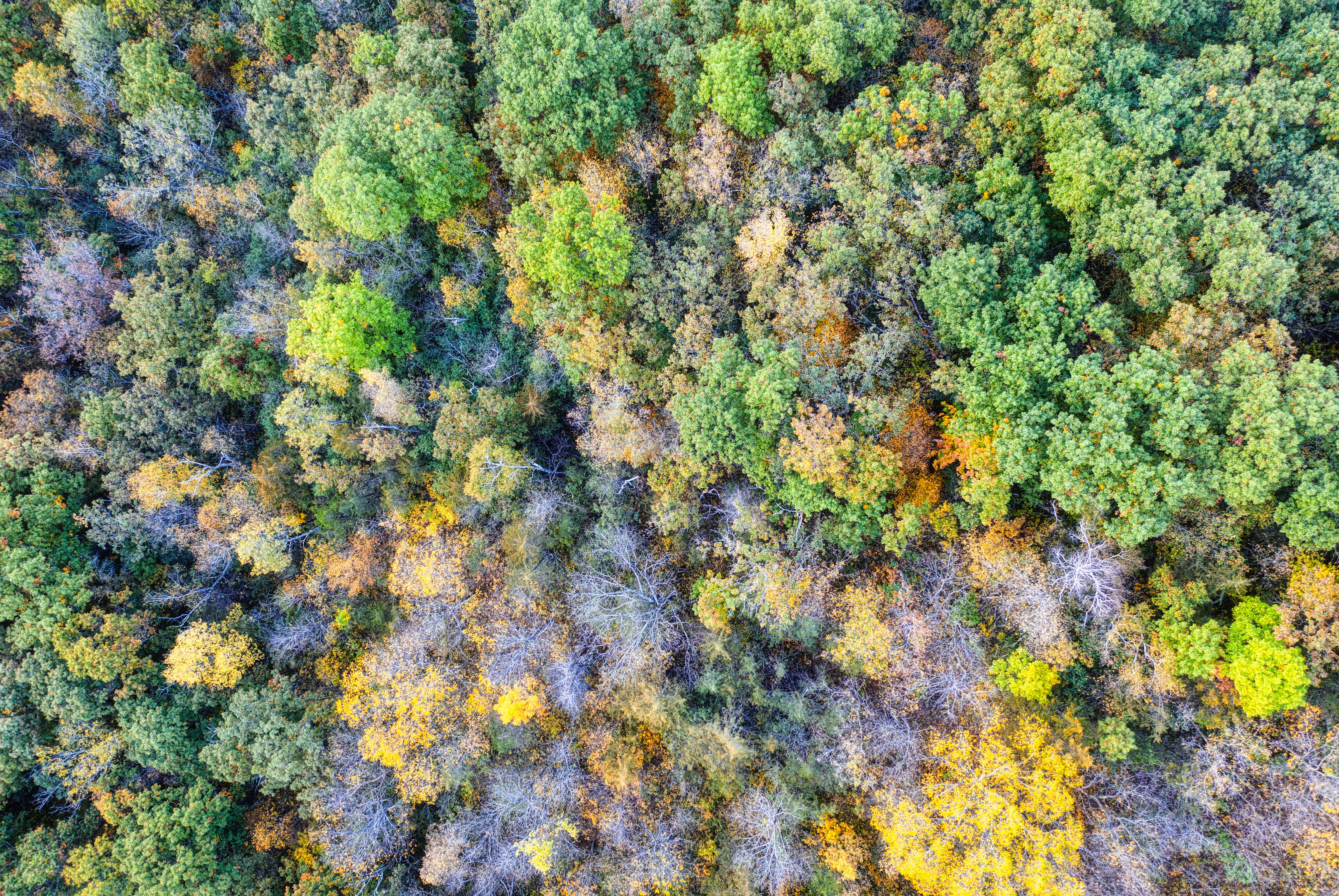 Drohnenaufnahme von Waldflächen