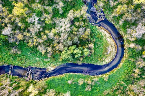 An Aerial Photography of a River Surrounded with Trees
