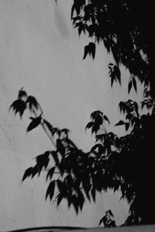 Foto stok gratis bayangan hitam, cabang, Daun-daun