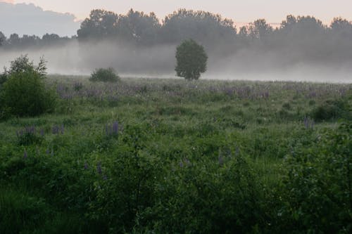 Fog in Green Field Countryside