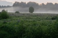 A misty meadow at sunrise, photo by Plato Terentev on Pexels
