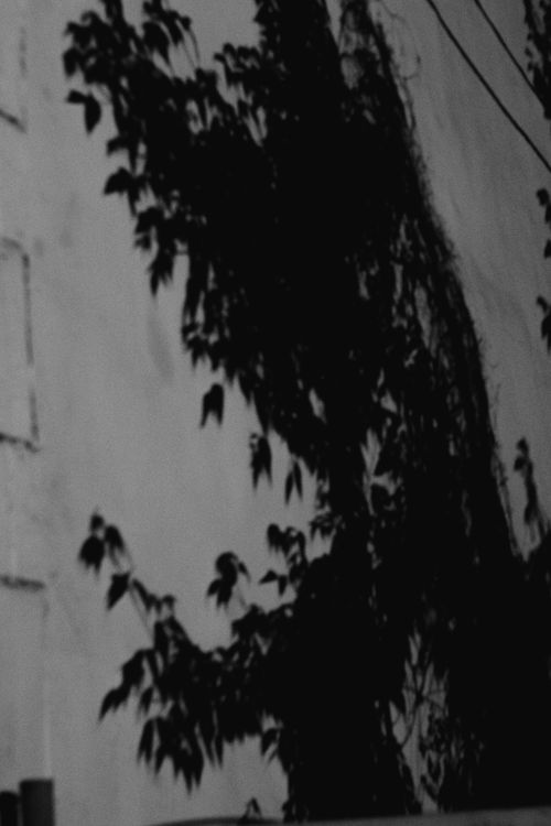 Free A moody silhouette of ivy leaves casting shadows on a wall in black and white. Stock Photo