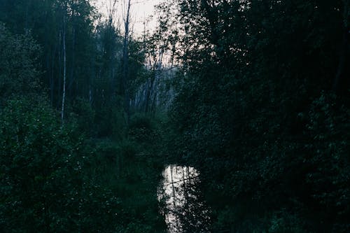 Foto stok gratis danau, gelap, hutan