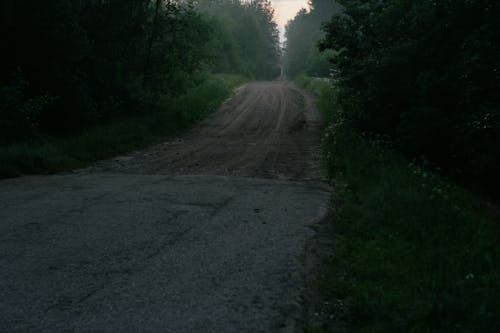 A Dirt Road in a Forest