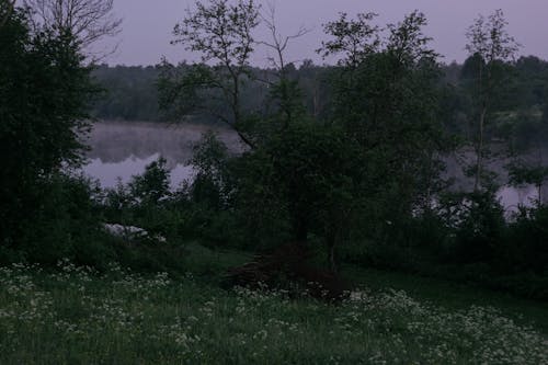 Základová fotografie zdarma na téma keříky, krajina, louka