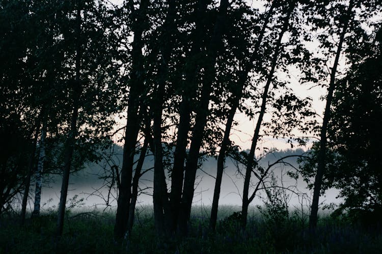 Fog In Forest