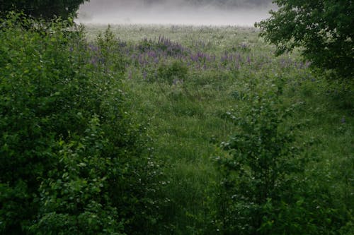 Trees and Flowers near Fog