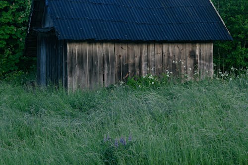 Grasses around Shed