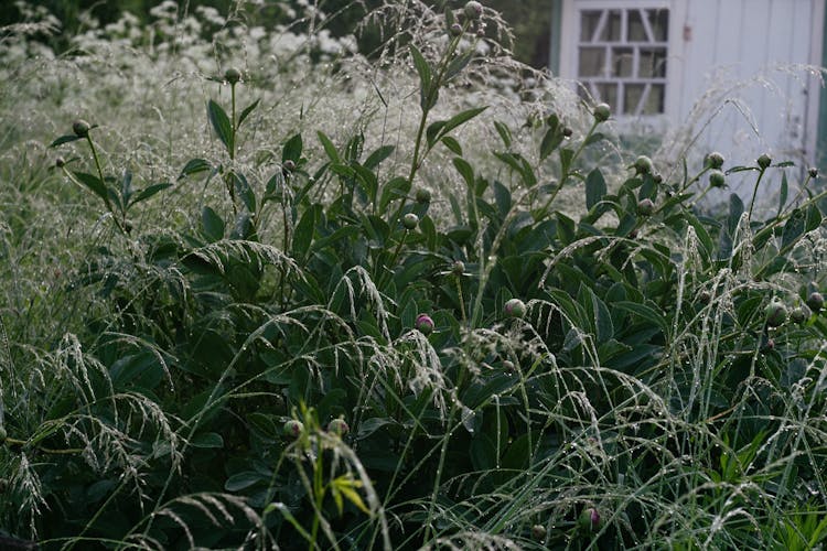 Garden Plants In Rain Drops