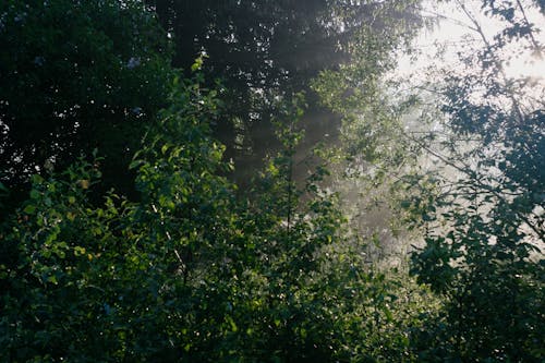 Green Trees Under White Sky