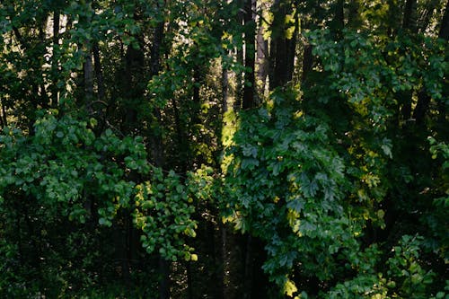 Green Leaves of Trees