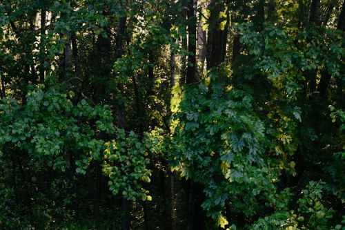 Vue en contre-plongée de la canopée d'une forêt dense, où les rayons du soleil filtrent à travers les feuilles vertes sombres, créant des contrastes de lumière et d'ombre sur les arbres.