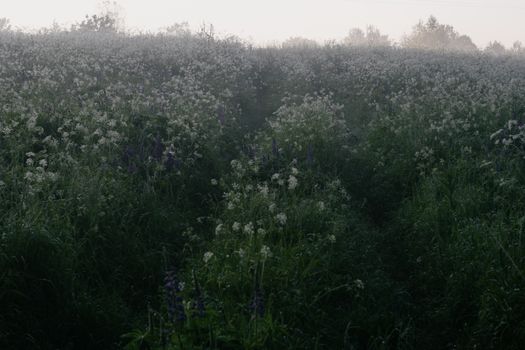 A serene field covered in wildflowers and light fog, evoking a calm and mystical atmosphere.