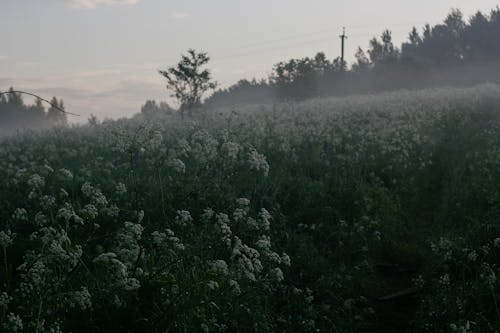 Fog in Meadow
