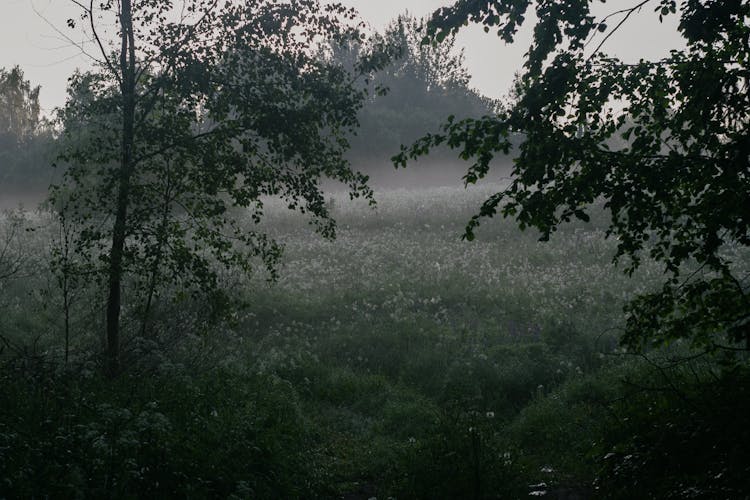 Green Trees On A White Flower Field