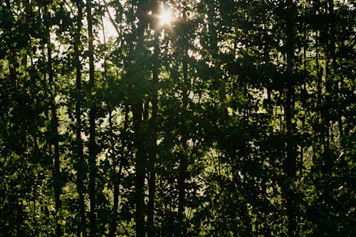 Sunlight Shining Through the Green Leaves of a Tree