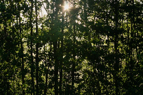 Gratis lagerfoto af grønne blade, lodret skud, miljø