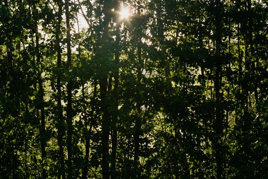 Sunlight filters through a dense, green forest canopy, creating a tranquil natural scene.