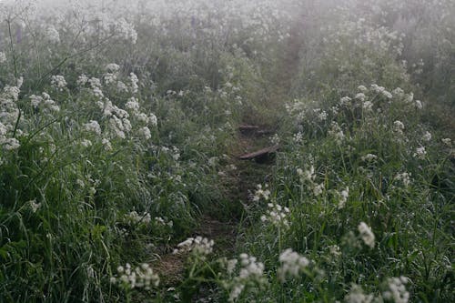 Meadow in Morning Mist