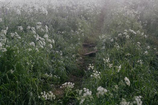 A serene footpath through a misty, blooming meadow during a calm morning.