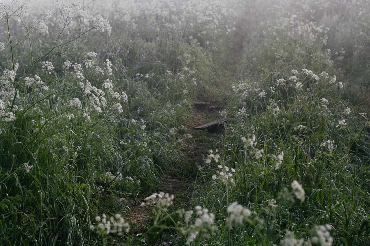 a serene footpath through a misty blooming meadow during a calm mornin