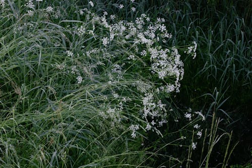 Flowering Grass Field