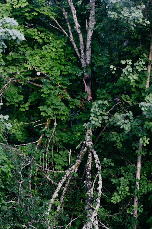 Photo of a Green Tree with a Broken Branch