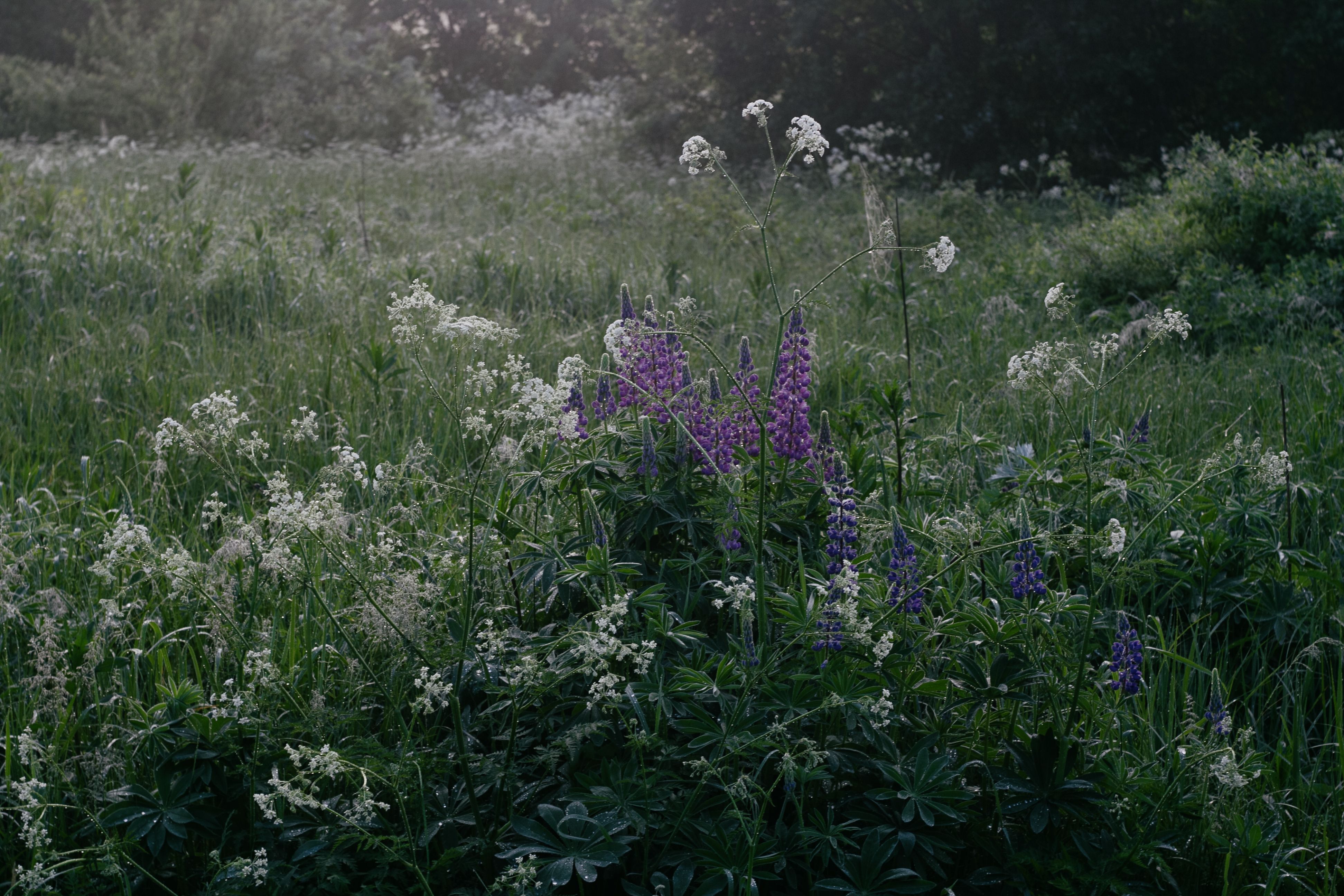 Purple Flowers on Green Grass Field · Free Stock Photo