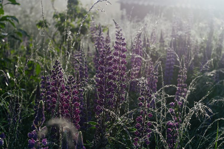 Close-up Photo Of Lavender And Lavender Leaves