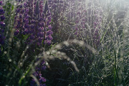 Purple Flowers on Green Grass Field