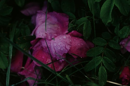 Bezpłatne Darmowe zdjęcie z galerii z krople deszczu, kwiat, natura Zdjęcie z galerii