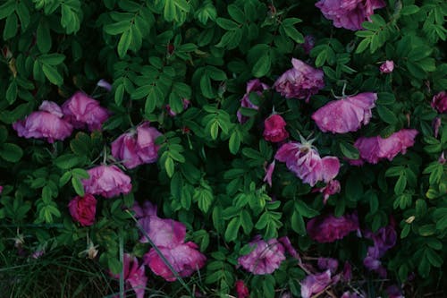Purple Flowers With Green Leaves