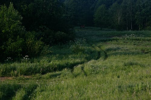Rural Landscape of a Forest and Field 