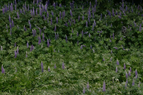 Lupines Blooming in Springtime