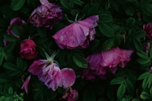 Closeup of Faded Pink Rose Bush with Raindrops