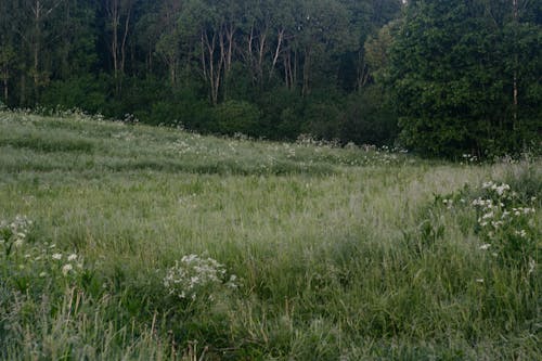 Meadow in Forest