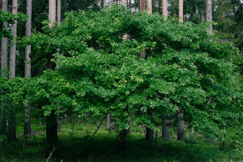 Green Trees