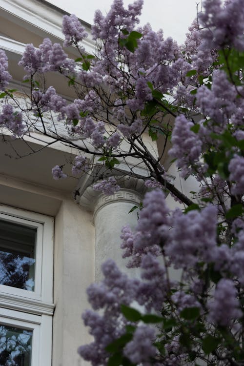 A Low Angle Shot of Beautiful Plant Growing Next to a Building 