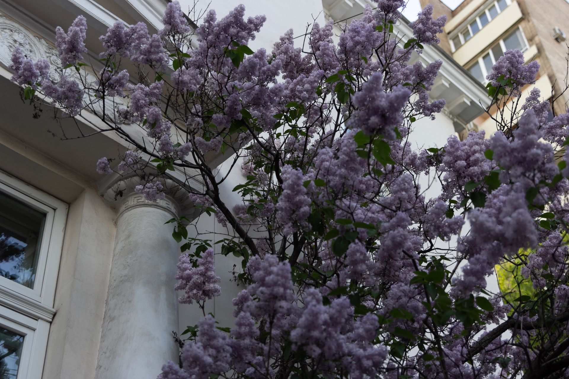 Purple lilac tree blossoms decorate a classic building facade in springtime.